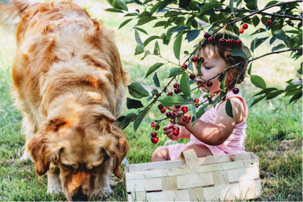 Service Dog For Allergies