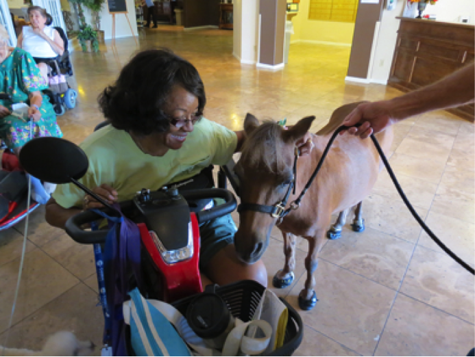 Miniature Horses as Service Animal