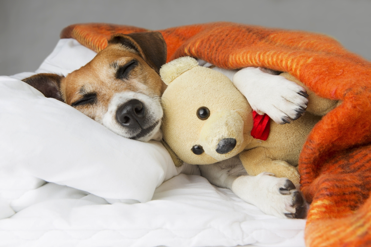 Melatonin for Dogs